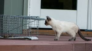 Have you used a kitten trap before? Trapping Instructions Feral Cat Coalition Of Oregon