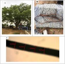 Image result for Cyphostemma heterotrichum