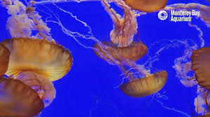 Sea Nettle Jelly Cam After Hours Monterey Bay Aquarium Youtube Monterey Bay Aquarium Monterey Bay Monterey
