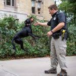Tips To Train Your Dog To Not Jump On Furniture Doggear