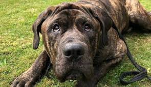 English mastiff great dane mix. 8 Times Neapolitan Mastiff Mixed With Other Breeds Petpress