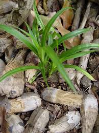 Image result for Pandanus sp. B