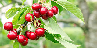Click to toggle navigation menu. The 5 Best Fruit Trees Eising Garden Centre