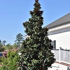 Magnolia teddy bear not growing sparse leaves. Teddy Bear Magnolia Magnolia Grandiflora Southern Charm In Richmond Fairfax Loudoun Prince William Fredericks Virginia Va At Meadows Farms Nurseries