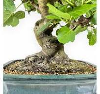 Ficus Carica - Fig - 75 cm