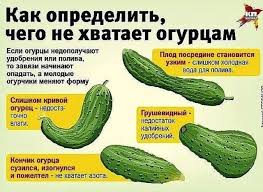 уход за огурцами в открытом грунте от посадки до урожая Sazhayu Ogurcy Po Metodu Belorusskoj Tyotushki Urozhaj Shikarnyj Sadovodstvo Ovoshnoj Ogorod Ogorod