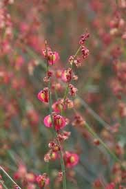 Image result for Rumex lanceolatus