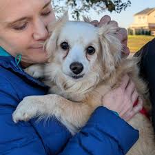 Massachusetts Senior and Special Needs Animals in Search of Forever Homes