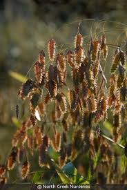 Image result for Clutia angustifolia