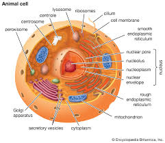Cell Organelle Labels Quiz