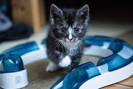 Once kittens grow past four weeks, they're no longer considered neonatal. Kitten Care Guide Week By Week Kittycattree Com