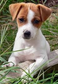 Le Jack Russell Terrier Ou Jack Russell Est Une Race De Chien De Petite Taille Destinee A L Or Friendly Dog Breeds Jack Russell Terrier Puppies Jack Russell