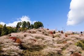 「四季桜」の画像検索結果