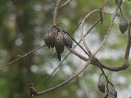 Image result for Hymenodictyon