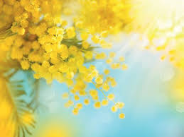 Le Tepescohuite L Arbre A Peau Le Tepescohuite Mimosa Tenuiflora Litteralement Arbre A Peau Est Un Arbre De 6 A 8 M De Haute Info Sante Arbre Peau