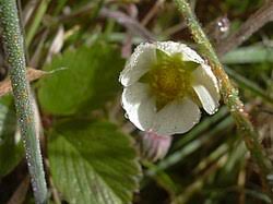 Image result for Fragaria chiloensis