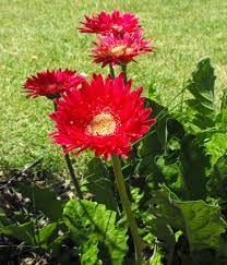 Gerbera Daisies Like To Be Groomed So Pull Off The Dead Leaves Gerbera Daisy Gerbera Daisy