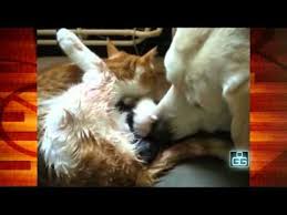dog helping cat giving birth really cute puppies dogs animal groups