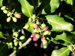 Trees with green berries or fruits are often great additions to an edible landscape. Tree Branches Berries Green Leaves Free Photo On Pixabay