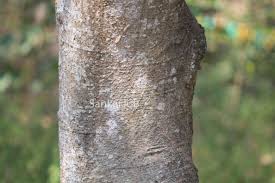 Image result for Celtis tetrandra