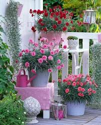 Pin Von Fero Cactus Auf Sensational Pots And Planters Container Gardening Cottage Garten Design Topfgarten Gartenprojekte