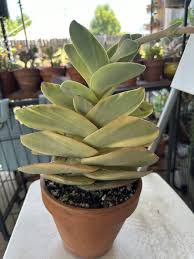 Image result for Crassula perfoliata