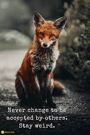 Stay Weird Fox Wildlife Photography Fox Images Wild Animals Photography