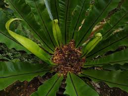 Image result for Asplenium bugoiense