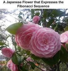 Life Is All Around You Plant Name Camelia Tsubaki Photographer Unknown Aura Nature Flo Japanese Flowers Flowers Amazing Flowers