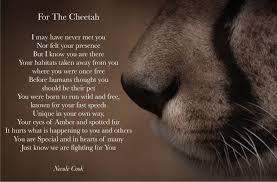A Love Poem To Cheetahs And A Rally Cry To Engage In Wildlife Conservation Beauty Animals Animal Stories Endangered Animals