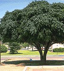 Fragrant flowering trees in texas. Texas Umbrella Chinaberry Showy Fragrant Flowers With Small Lavender Petals And A Dark Purple Center Fast Growing Trees Fragrant Flowers Lavender Petals