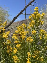 Image result for Solidago