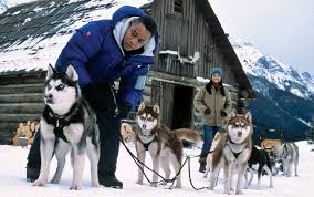 Many of the dogs in this movie later went on to appear in the film eight below (2006). Snow Dogs Too Cute For Its Own Good Jae Ha Kim