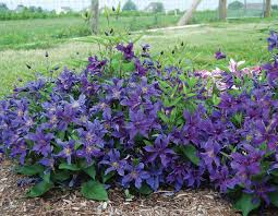 Clematis is one of the showiest vines you can grow. Sapphire Indigo Clematis Star Roses And Plants