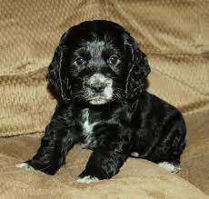 Born on april 10, 2021 and will be ready to go home on june 5th. Puppies For Sale Cocker Spaniel Puppies Spaniel Puppies Puppies
