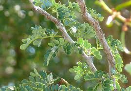 Image result for Acacia welwitschii