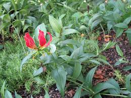 Image result for Gloriosa superba