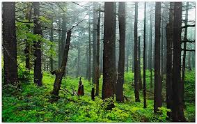 Indigenous peoples used, and continue to use, traditional ecological knowledge like the intentional application of fire to shape and sustain the rhythms of the landbase. Northwest Landscaping Misty Forest Landscape Photography