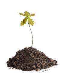 Image result for oak sapling