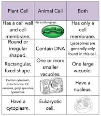We did not find results for: Plant And Animal Cell Sort By The Wright Ladies Tpt