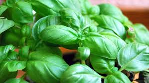 Questa si abbina alla perfezione con i se volete congelare le foglie di basilico, dovrete innanzi tutto distaccarle a una ad una dalla pianta e lavarle delicatamente. Come Conservare Le Foglie Di Basilico In Freezer