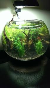 Aqueon betta bowl aquarium kit blue 9.1 x 5.1 x 7.2. Planted Betta Bowl Project Betta Fish Bowl Betta Fish Tank Fish Tank Terrarium