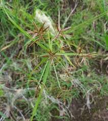 Image result for Brachycorythis lastii