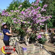 Image result for Bauhinia purpurea