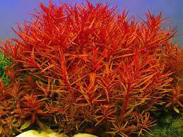 Image result for Nesaea crassicaulis