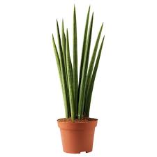 Ikea Nederland Interieur Online Bestellen Snake Plant Sansevieria Plant Plants