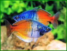 Ikan kerapu dulu banyak bisa kita jumpai di sekitar muara sungai. 20 Jenis Ikan Hias Asli Indonesia Dan Nama Latinnya Daftarhewan Com