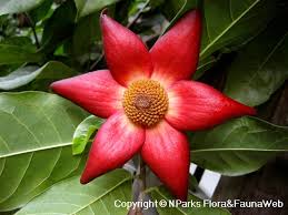 Image result for Uvaria