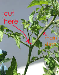 This Is The Fastest Way To Grow Tomatoes At Home Growing Tomato Plants Tips For Growing Tomatoes Tomato Garden