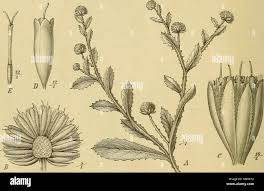 Image result for Sphaeranthus gomphrenoides
